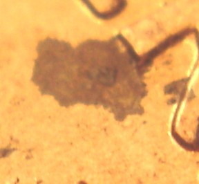 1994-P--1-DR-001--MS-Grade-Or-Au?